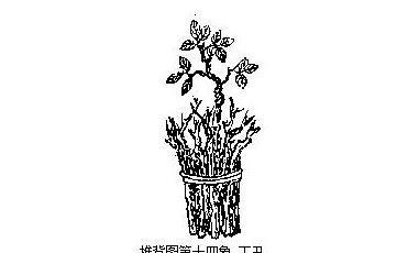 本期已解：枯木逢春是猜解一生肖动物|讲解词语解释释义