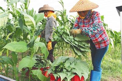 儋州人才招聘信息——打造人才高地，引领未来经济发展